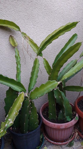 Talea pitaya rossa - talea,